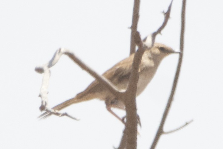 Gray Honeyeater - ML644354132