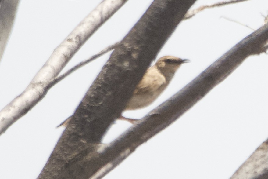 Gray Honeyeater - ML644354133