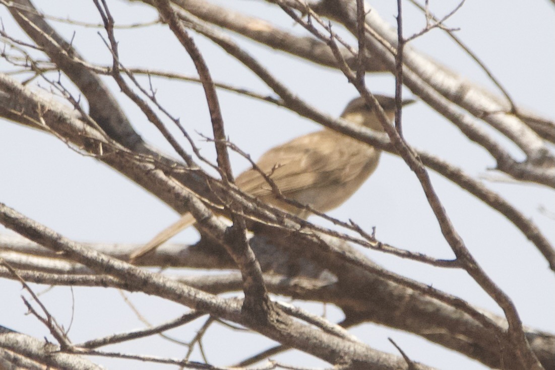 Gray Honeyeater - ML644354134