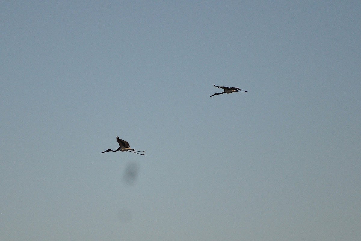 Black-necked Stork - ML644354142