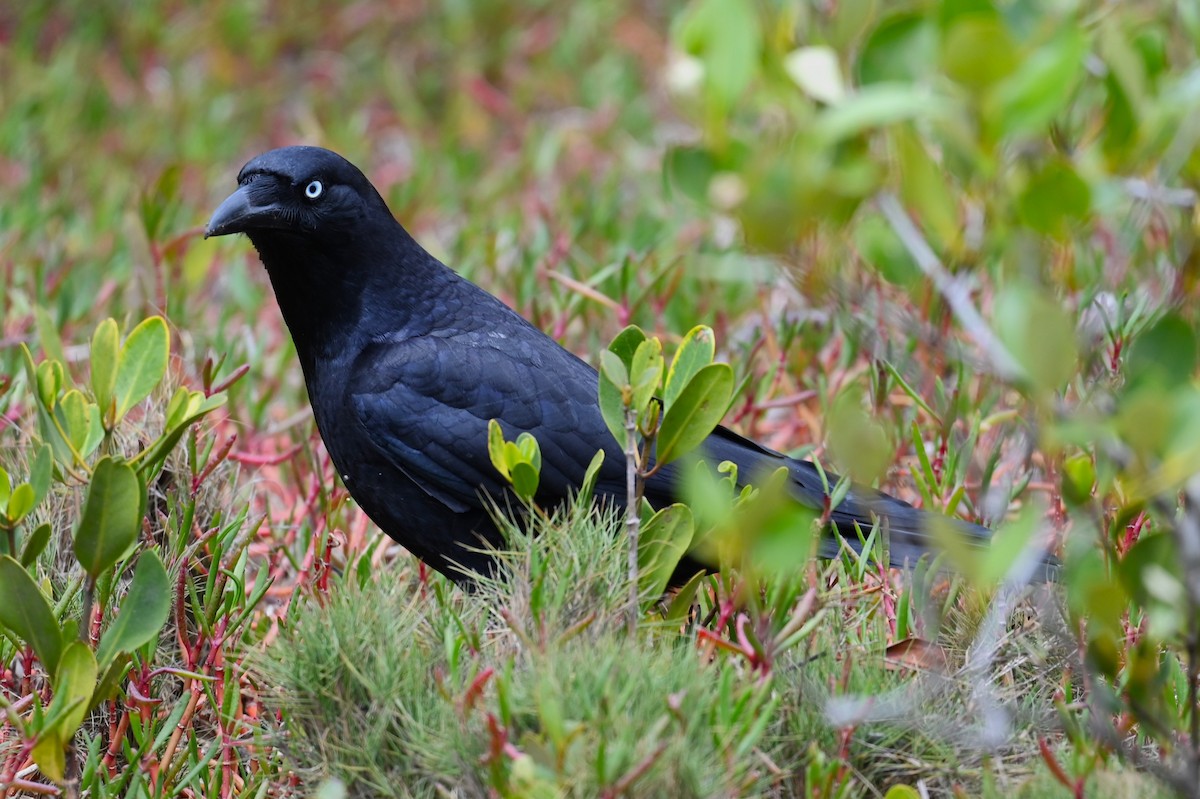 Torresian Crow - ML644354143