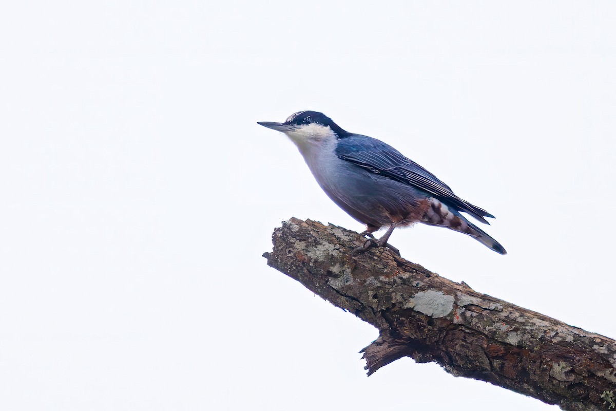 Giant Nuthatch - ML644354150