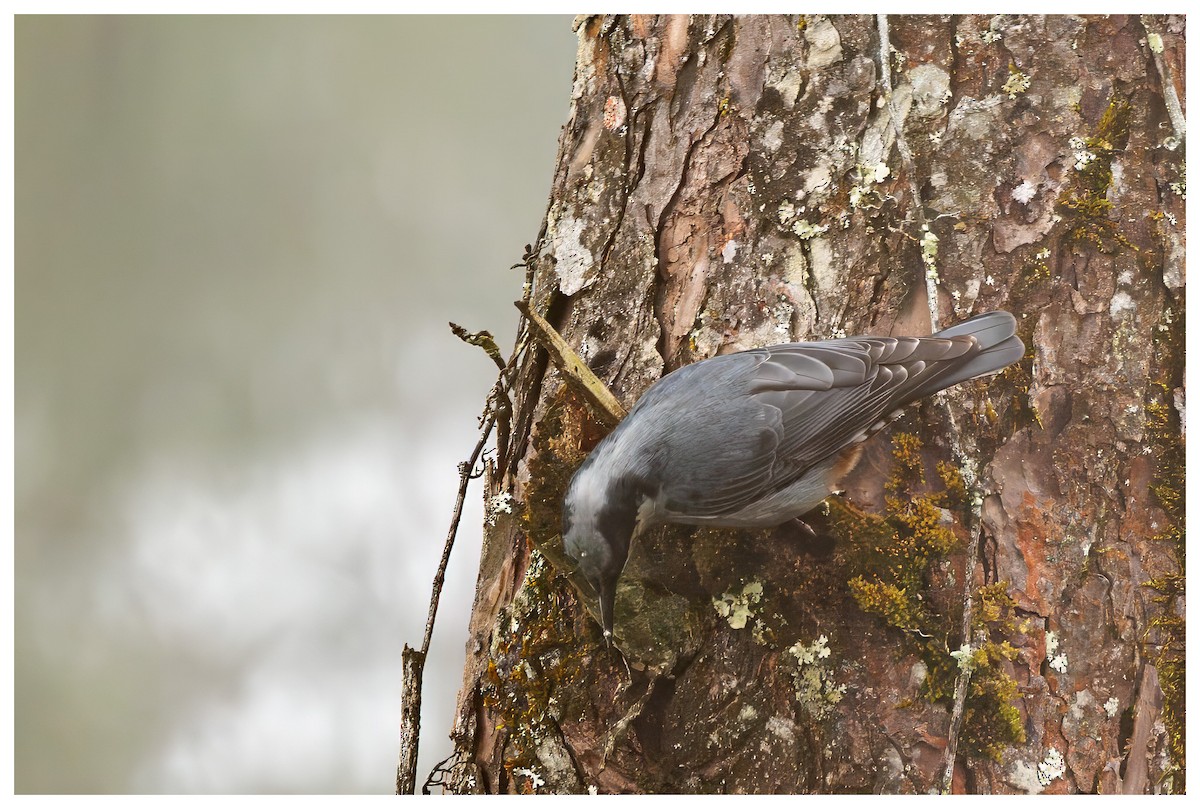 Giant Nuthatch - ML644354151