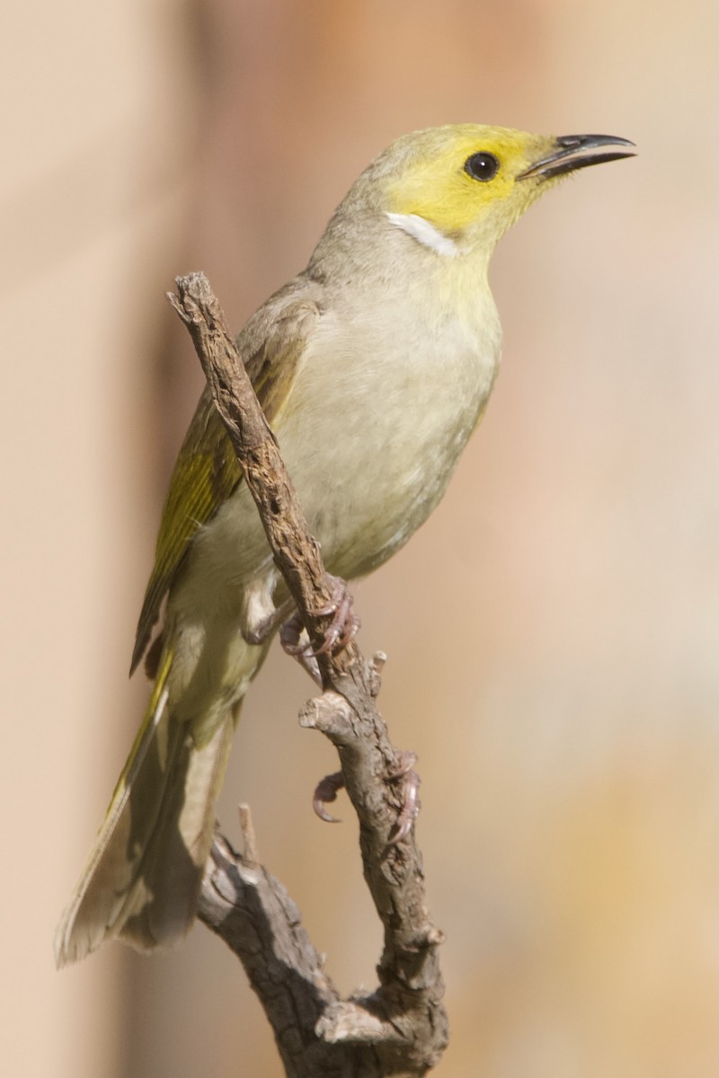 White-plumed Honeyeater - ML644354153
