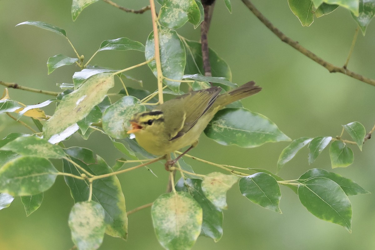 Sulphur-breasted Warbler - ML644354180
