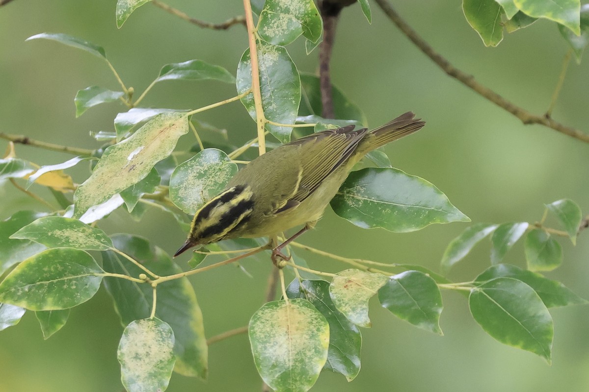 Sulphur-breasted Warbler - ML644354181