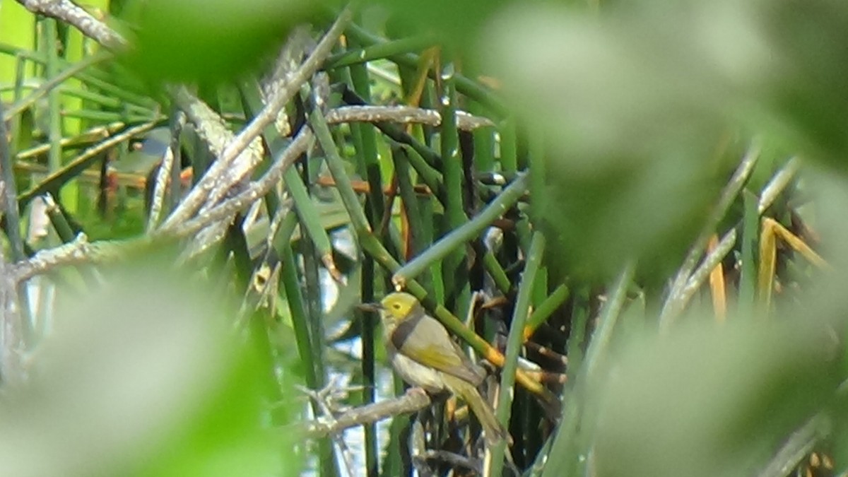 White-plumed Honeyeater - ML644354204
