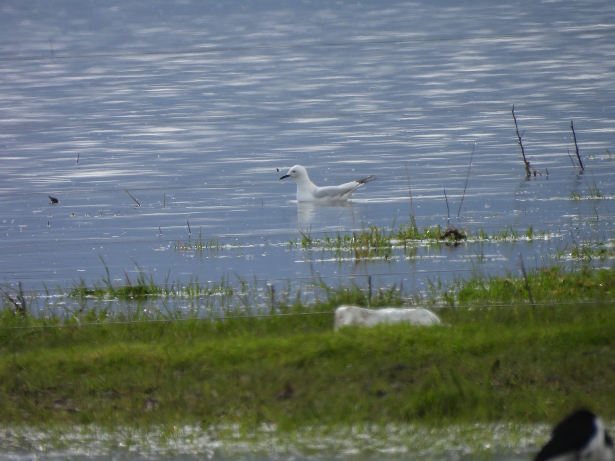 Маорийская чайка - ML644354220