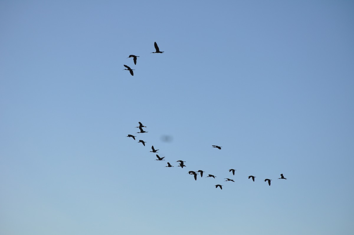Glossy Ibis - ML644354221