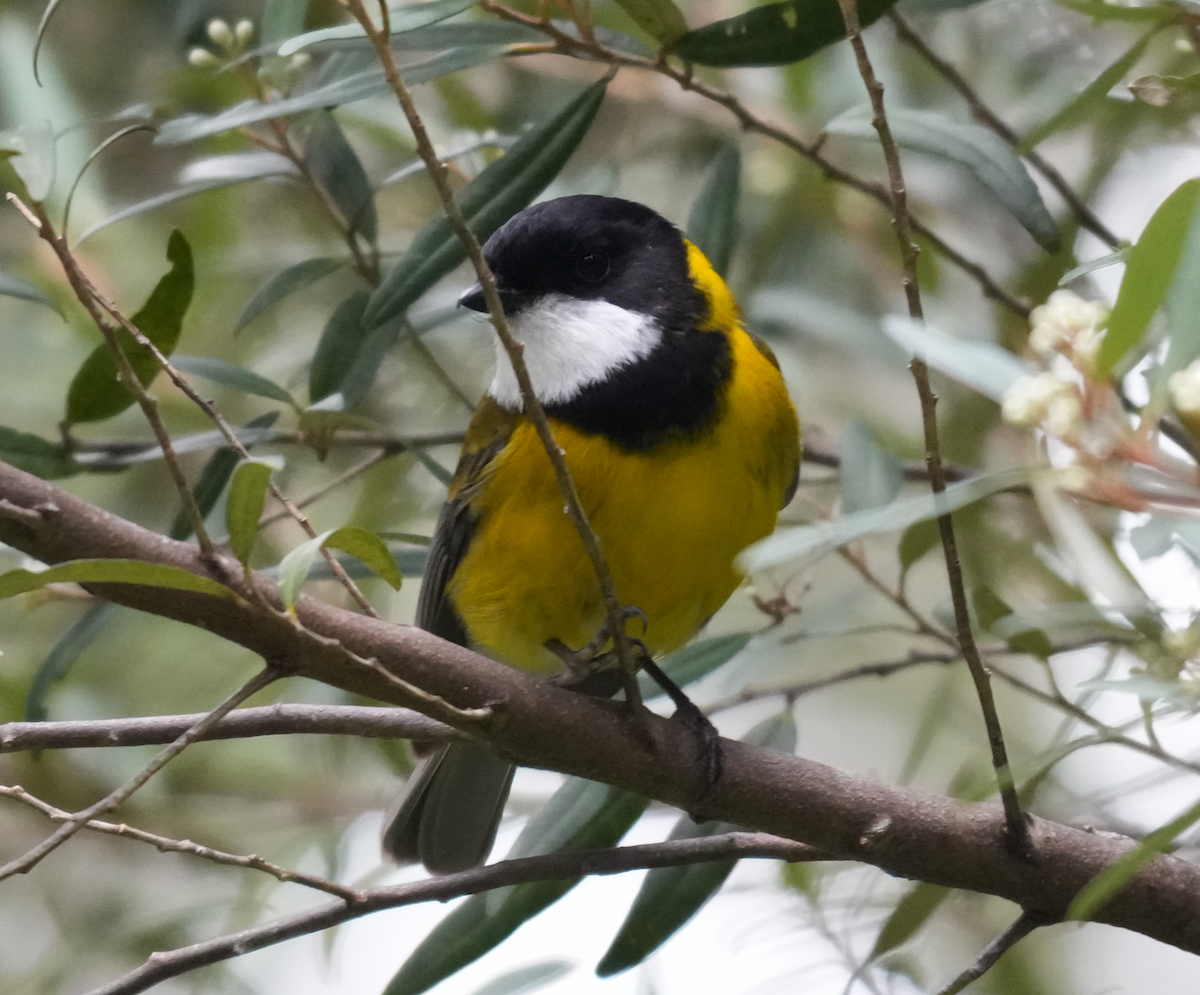 Gelbbauch-Dickkopf [pectoralis-Gruppe] - ML644354222