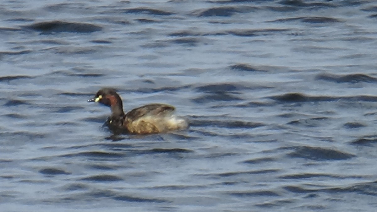 Australasian Grebe - ML644354225