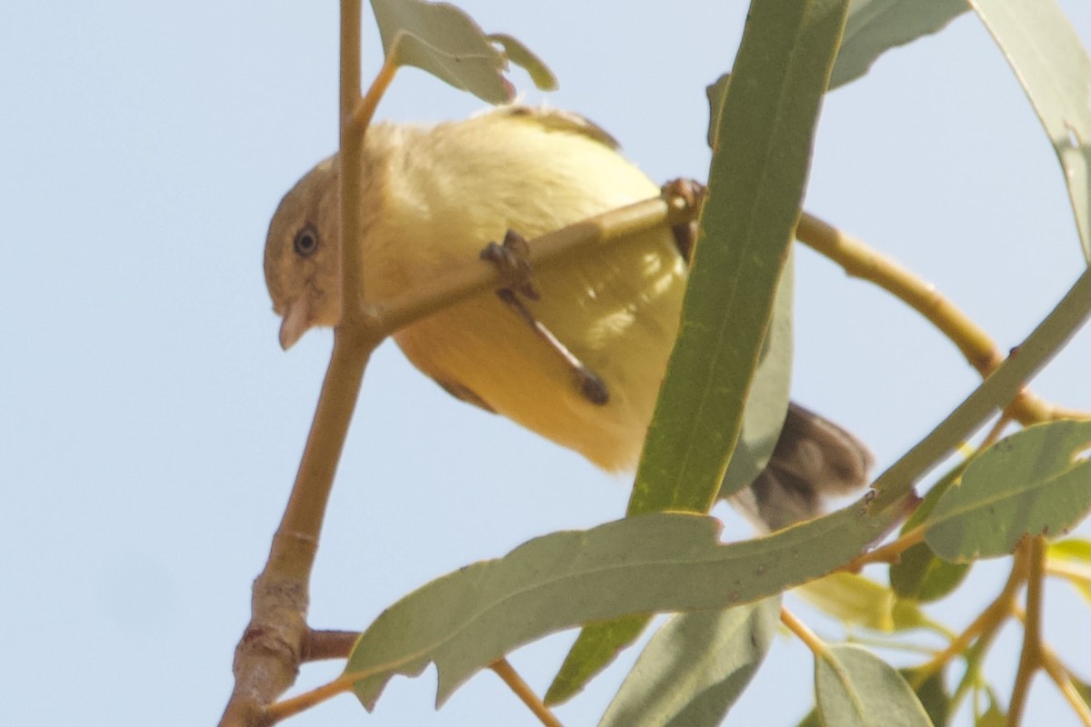 Короткоклювка - ML644354226