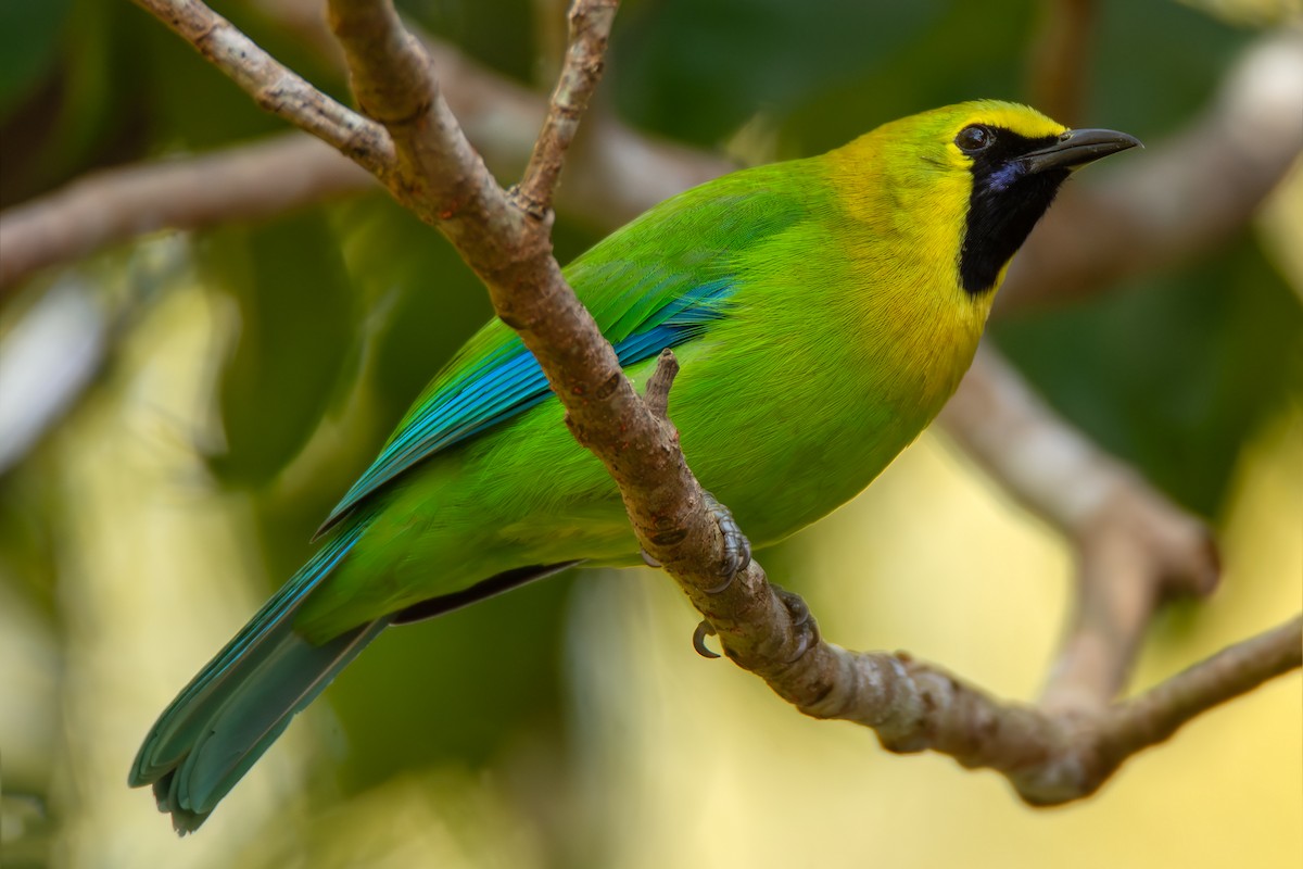 Blue-winged Leafbird - ML644354227