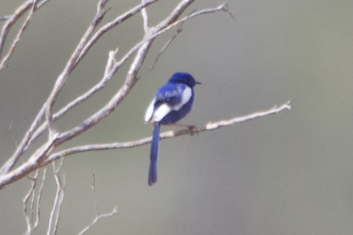 White-winged Fairywren - ML644354228
