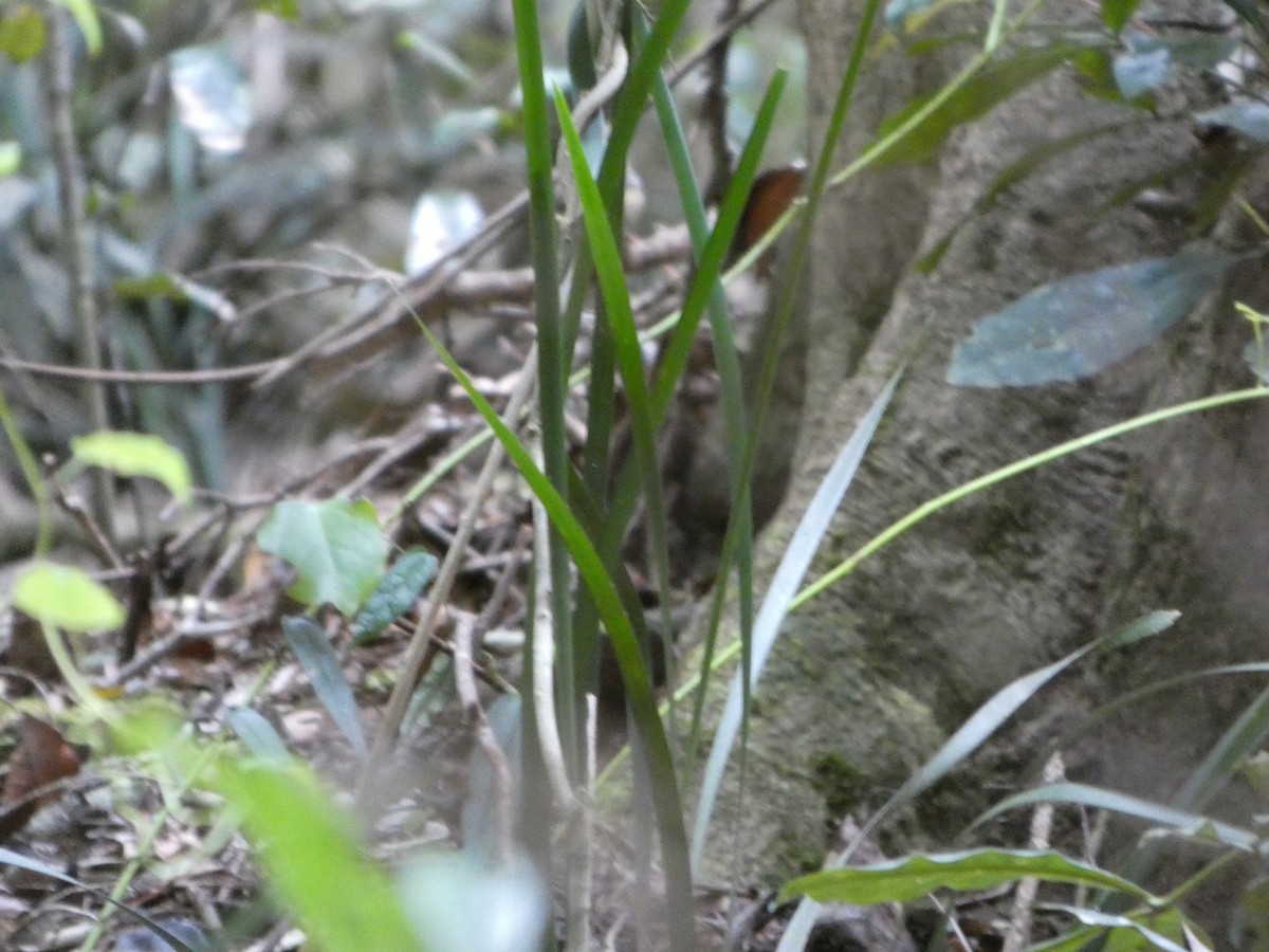 Albert's Lyrebird - ML644354230