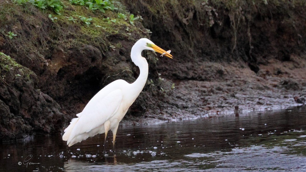 Great Egret - ML644354232