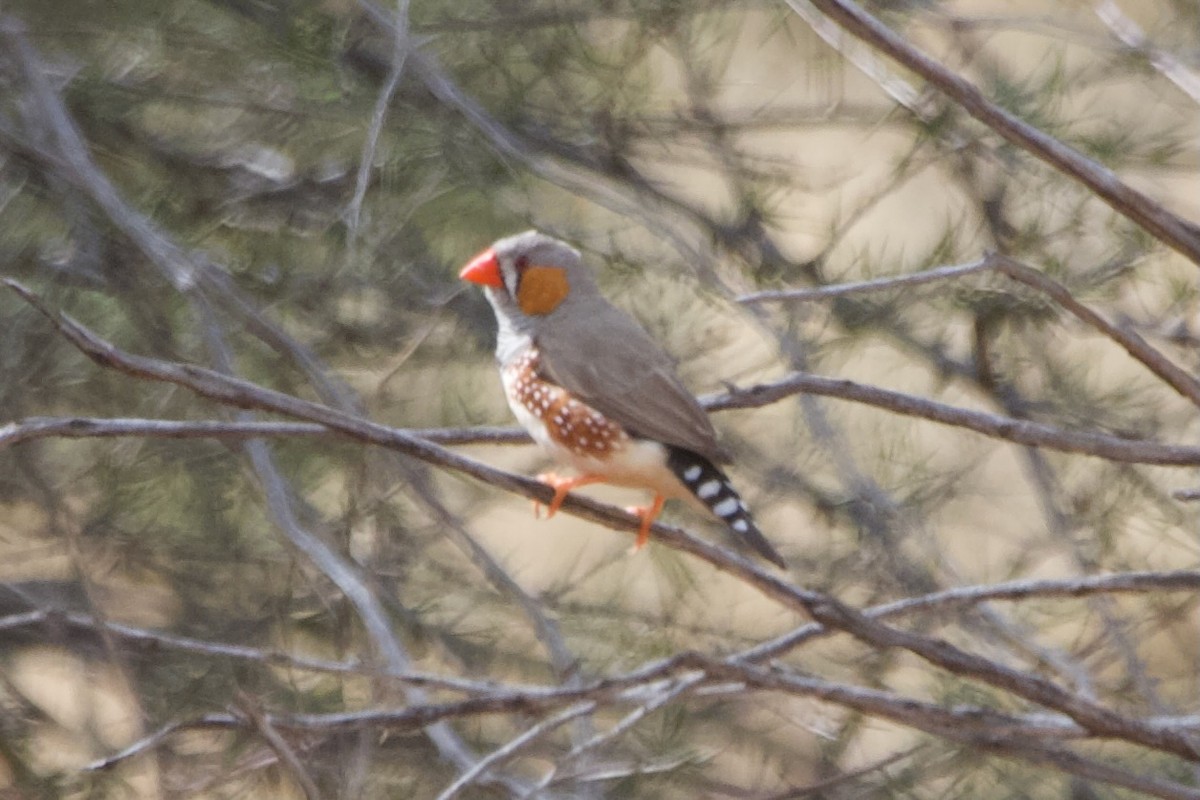 Zebra İspinozu - ML644354235