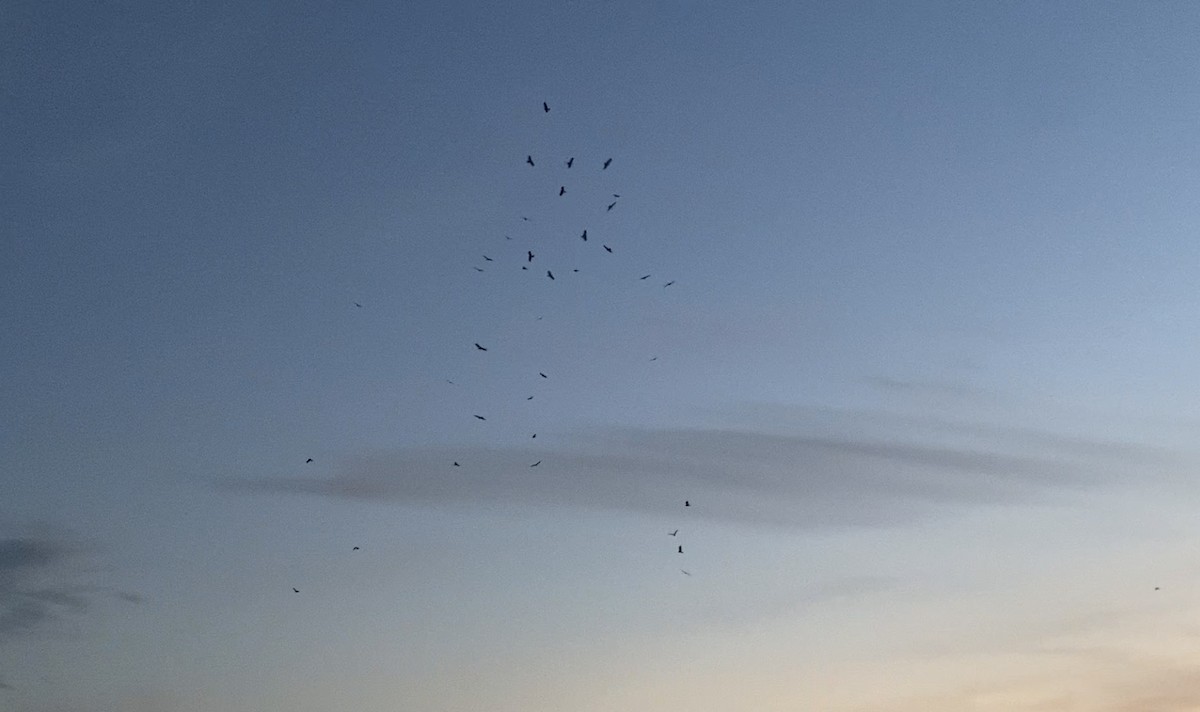 Black Kite - ML644354246