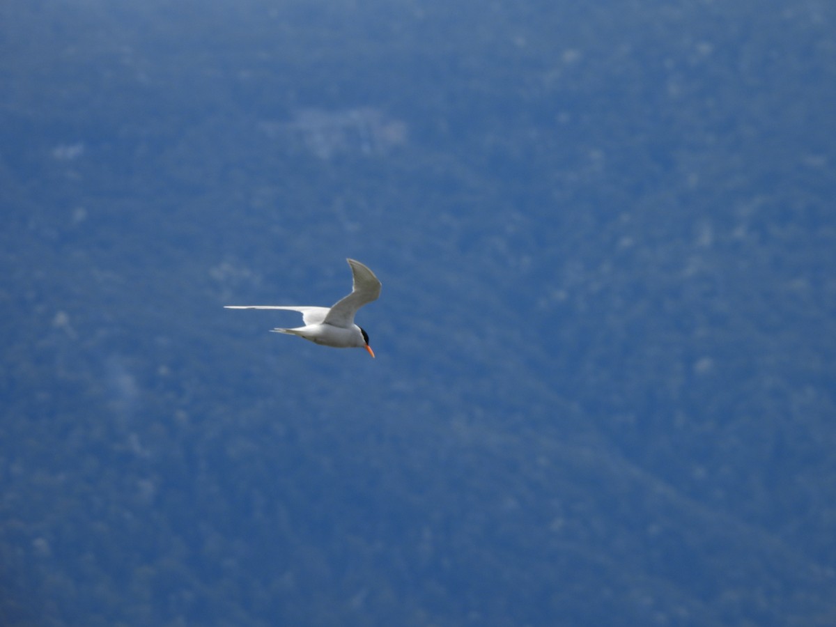 Black-fronted Tern - ML644354258