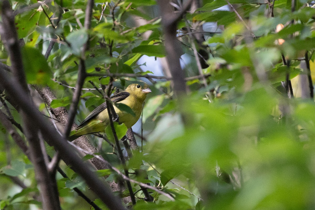 Scarlet Tanager - ML644354260