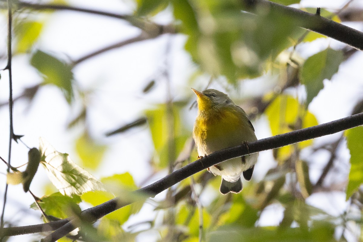 Northern Parula - ML644354264