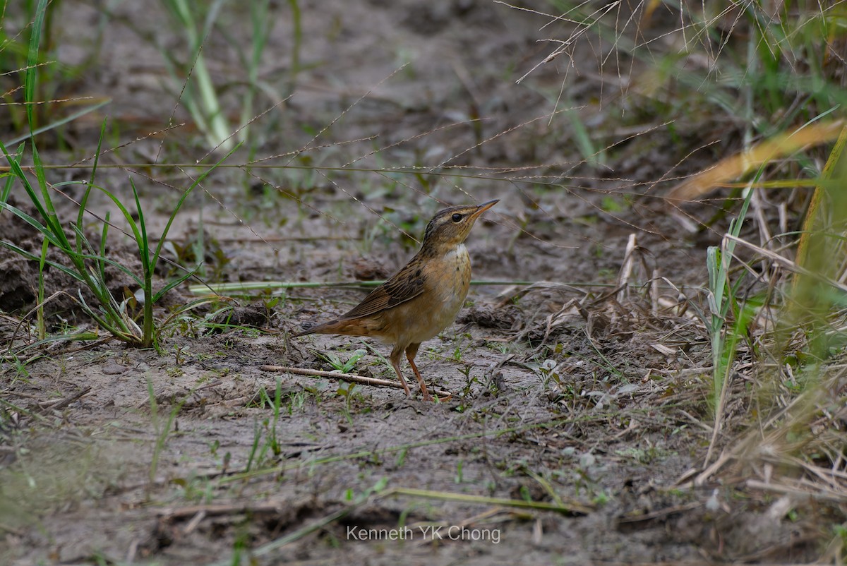 シベリアセンニュウ - ML644354269