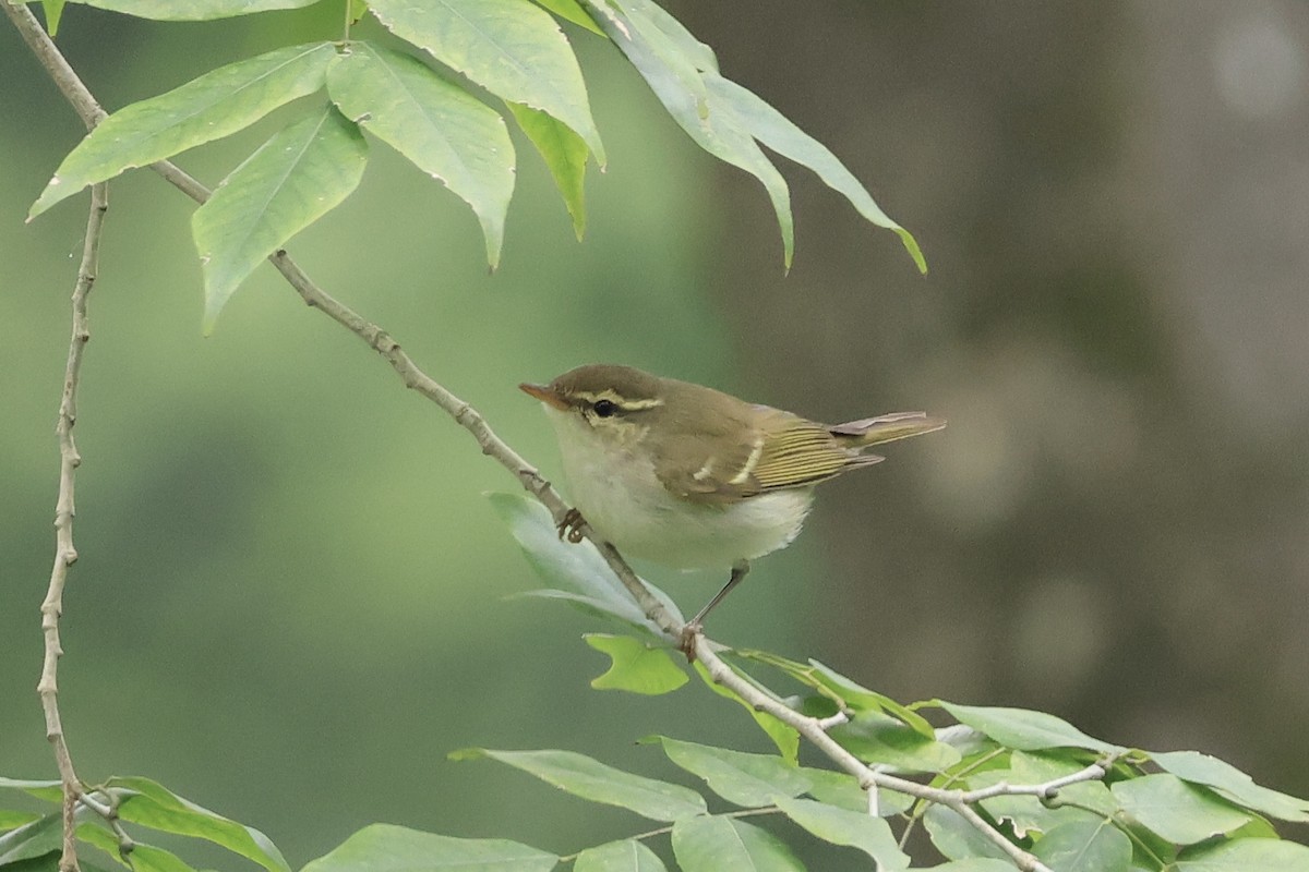 Claudia's Leaf Warbler - ML644354270