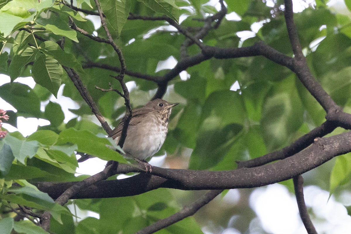 Grive à joues grises - ML644354276