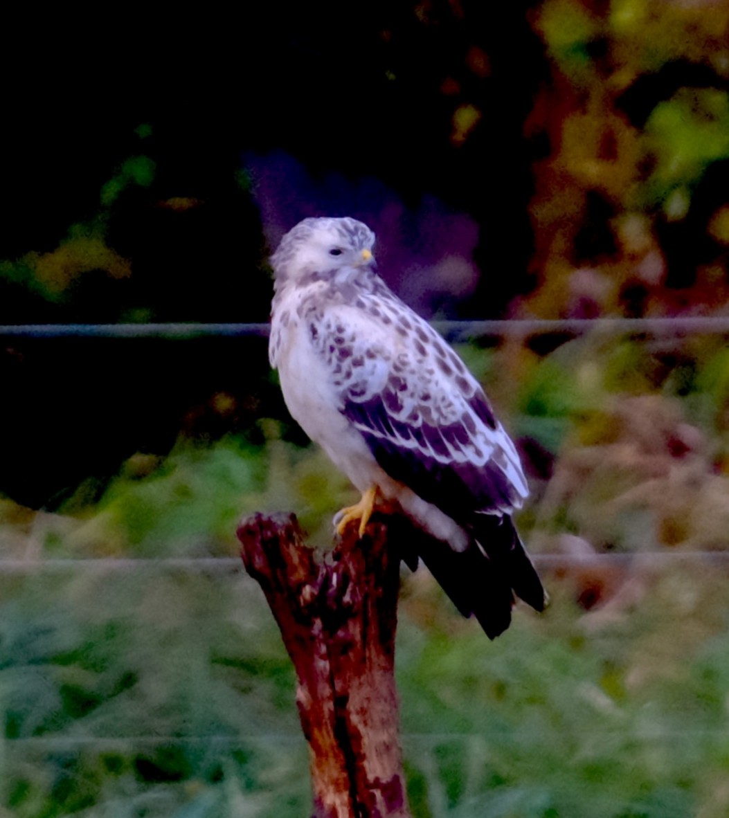 Busardo (Buteo) sp. - ML644354279