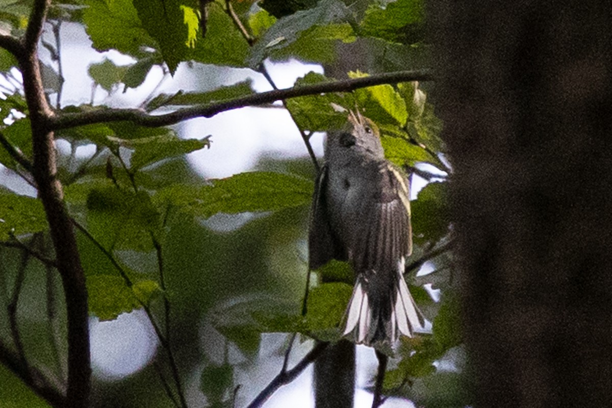 Chestnut-sided Warbler - ML644354280