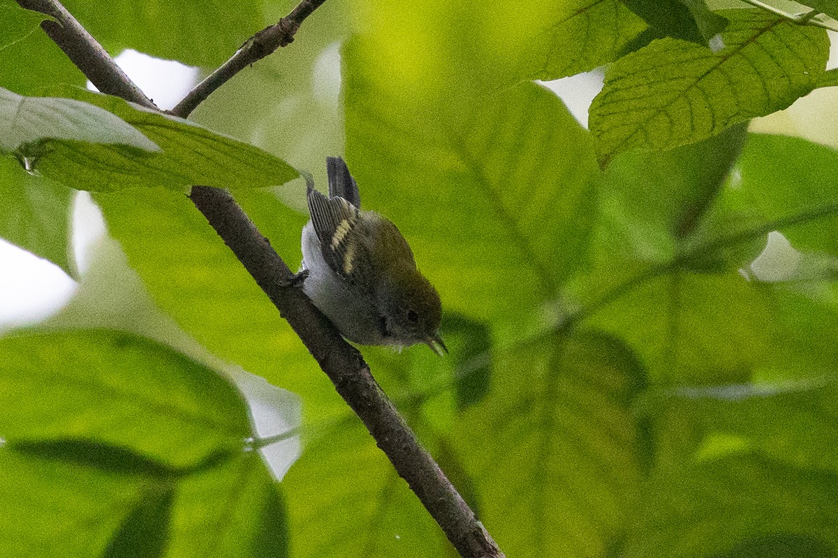 Chestnut-sided Warbler - ML644354281