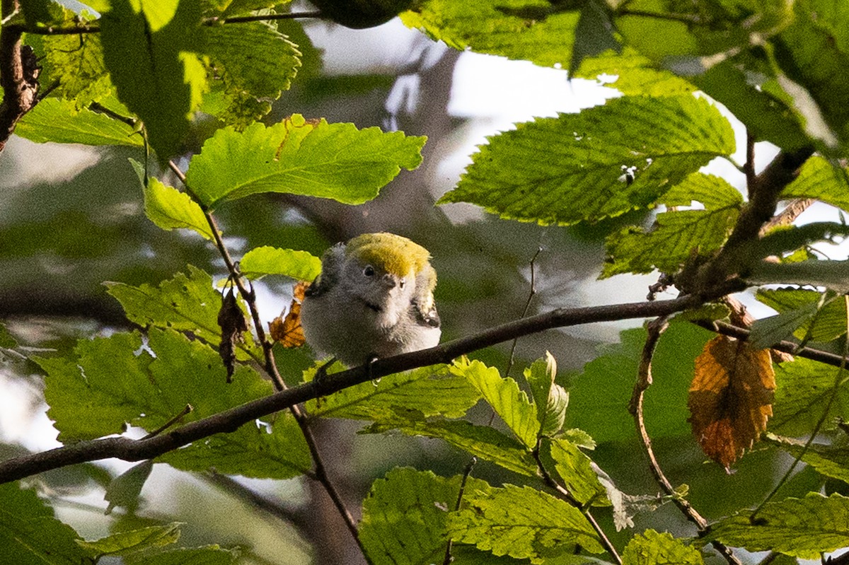 Chestnut-sided Warbler - ML644354282