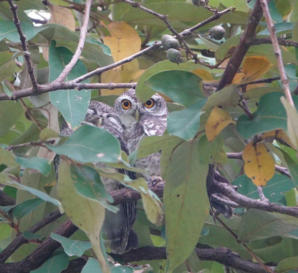 tempelugle - ML644354283