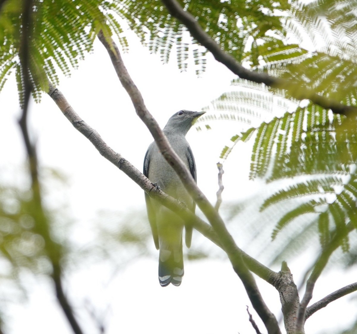 Kara Kanatlı Tırtılyiyen - ML644354306