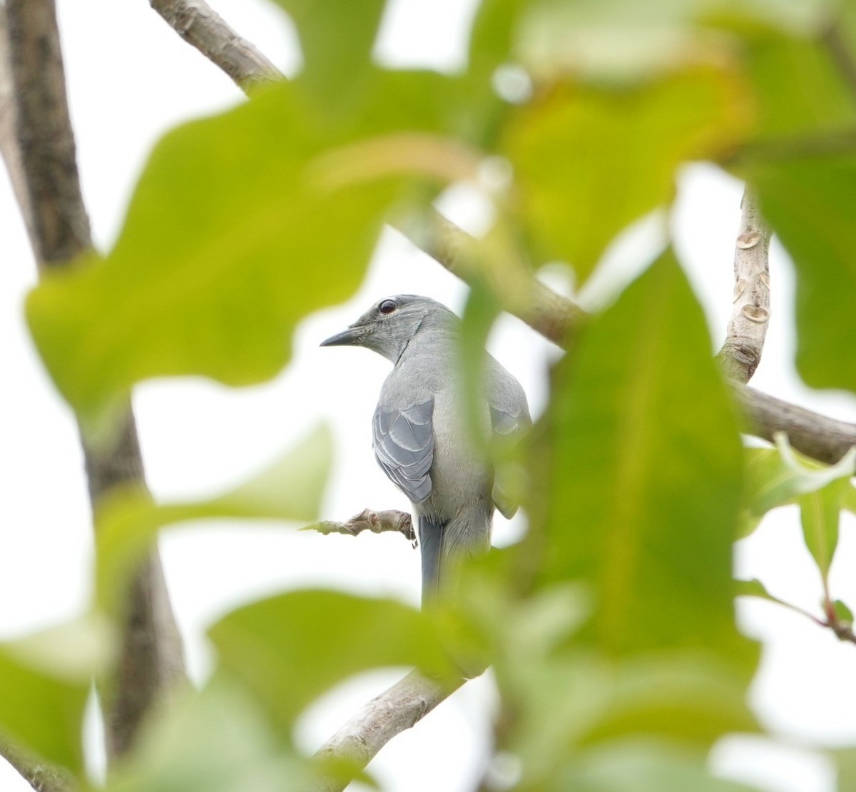 Kara Kanatlı Tırtılyiyen - ML644354307