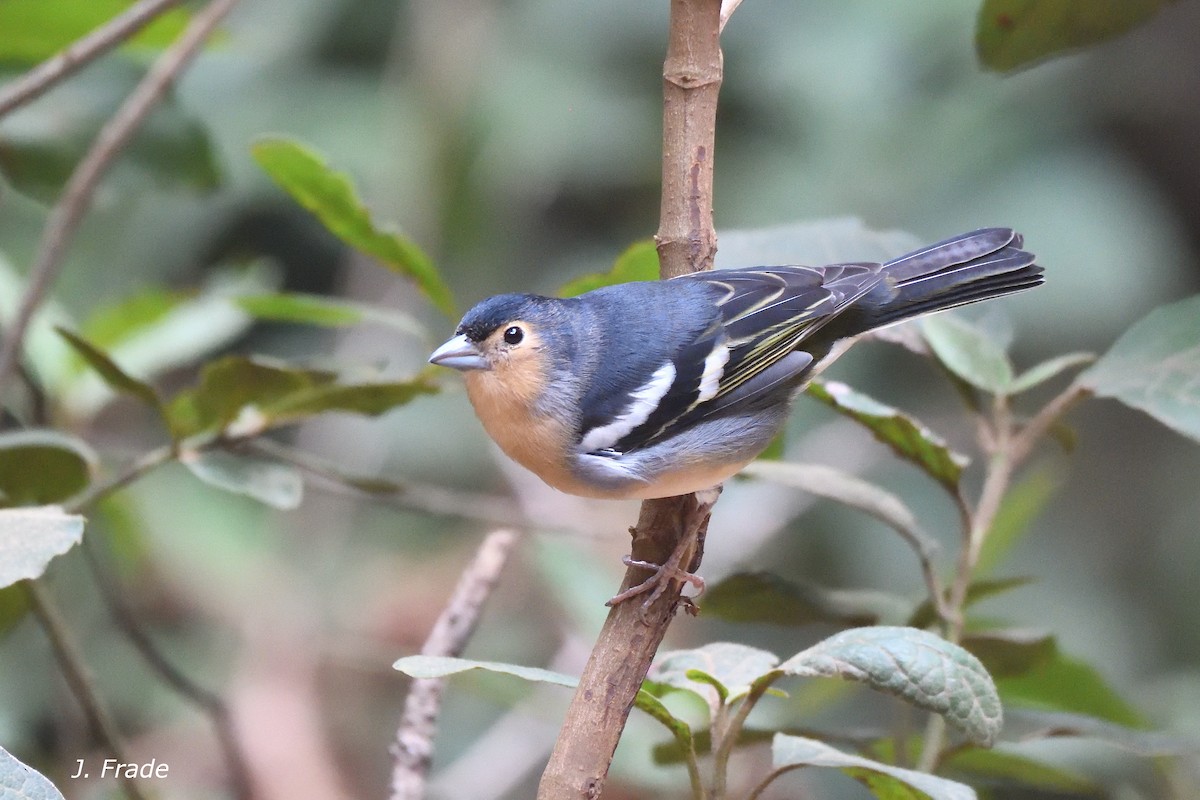 Canary Islands Chaffinch - ML644354309