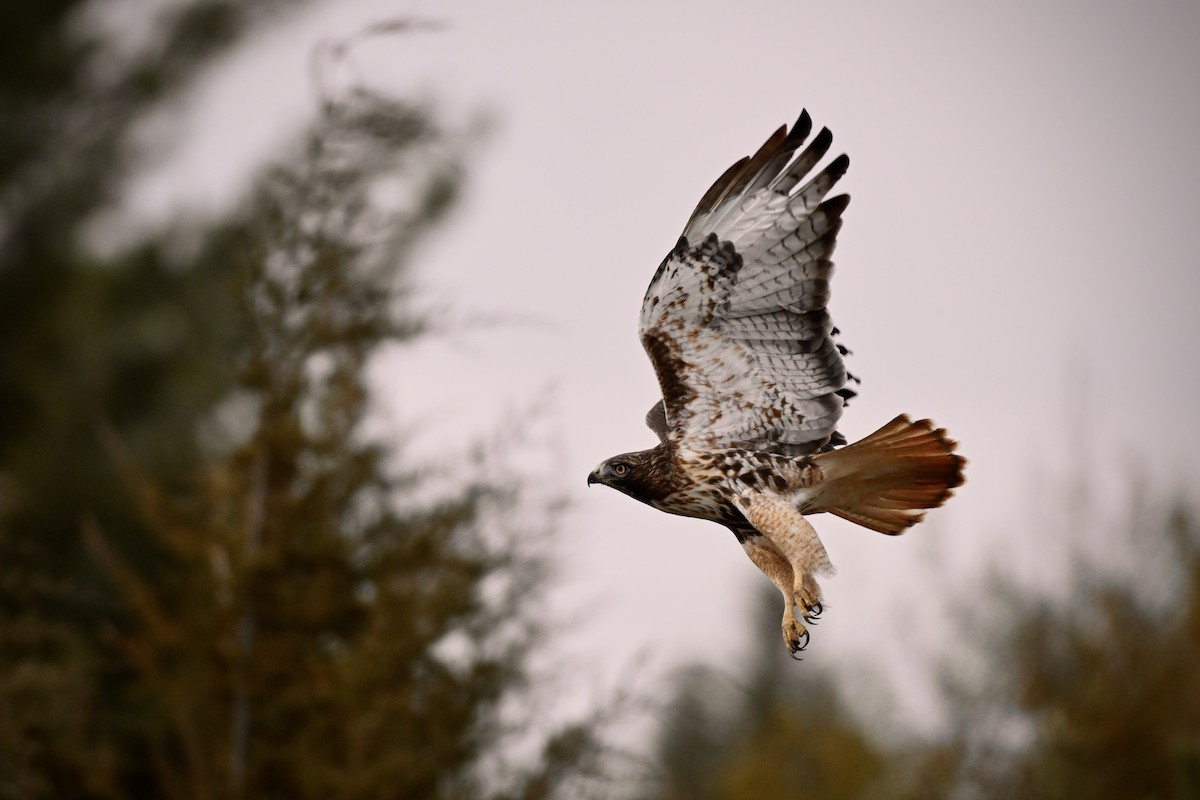 Red-tailed Hawk (abieticola) - ML644354310