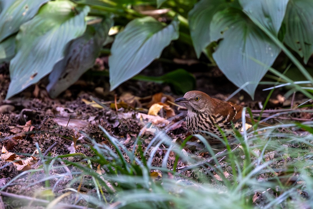 brunspottefugl - ML644354311