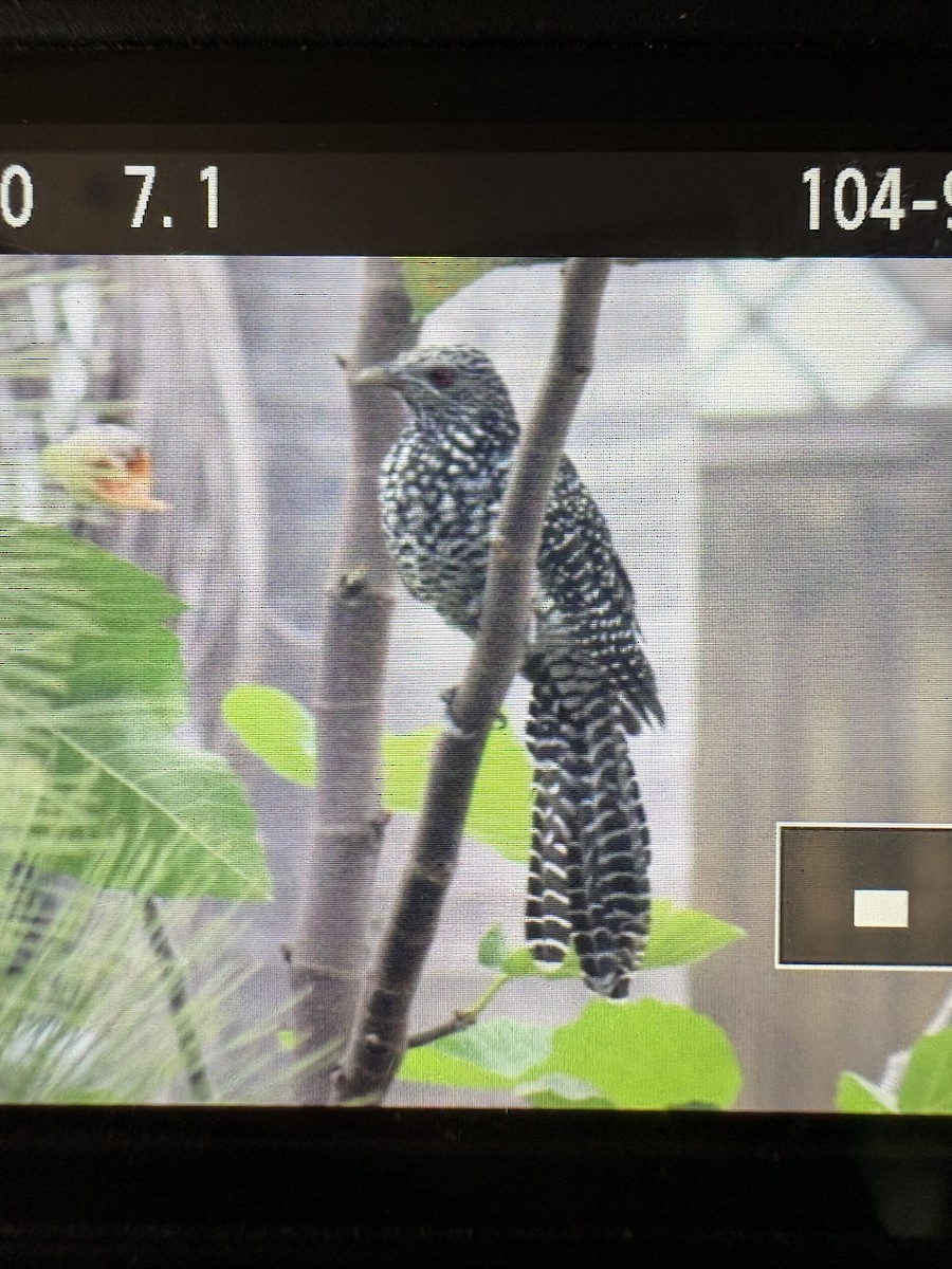 Asian Koel - ML644354325