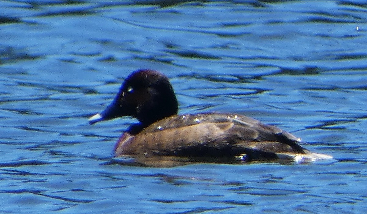 Hardhead - ML644354326