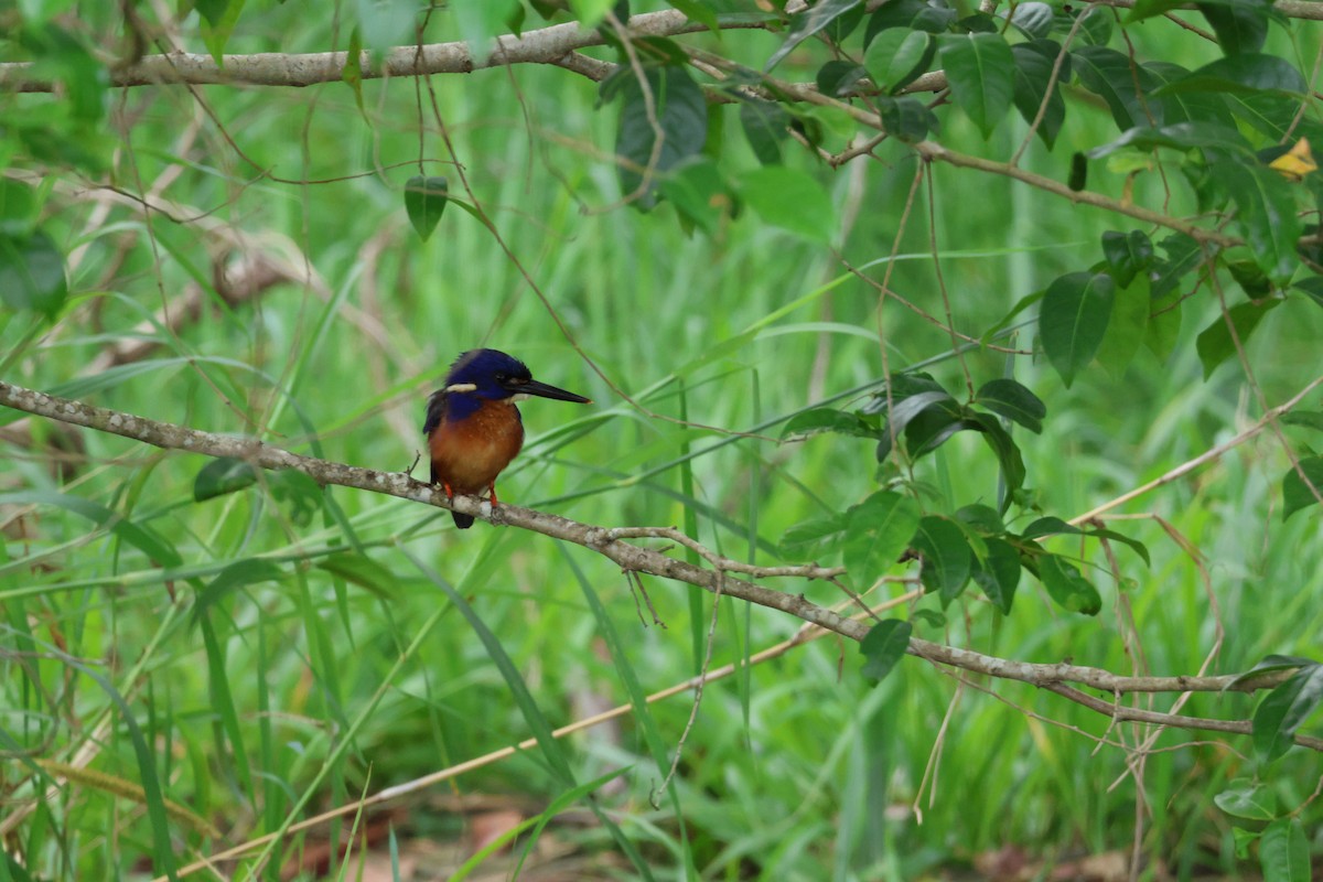 Azure Kingfisher - ML644354327