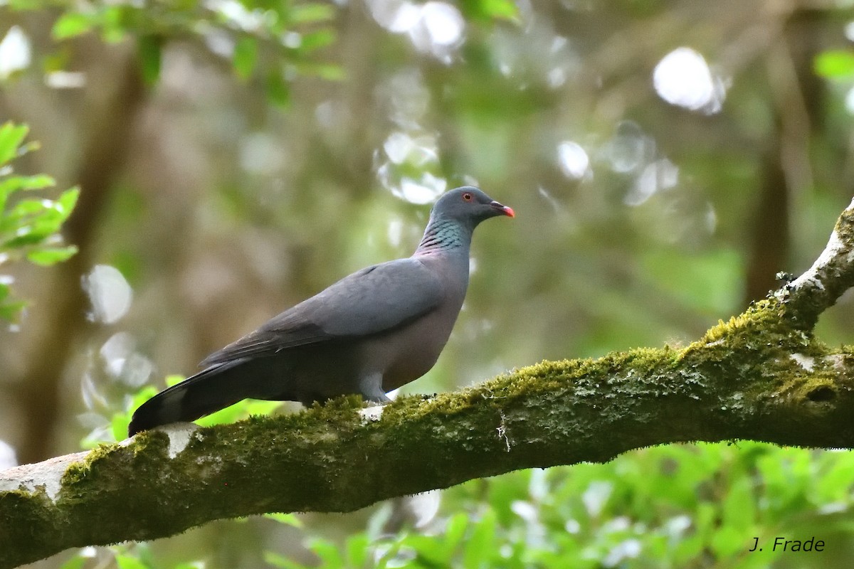 カナリーバト - ML644354334