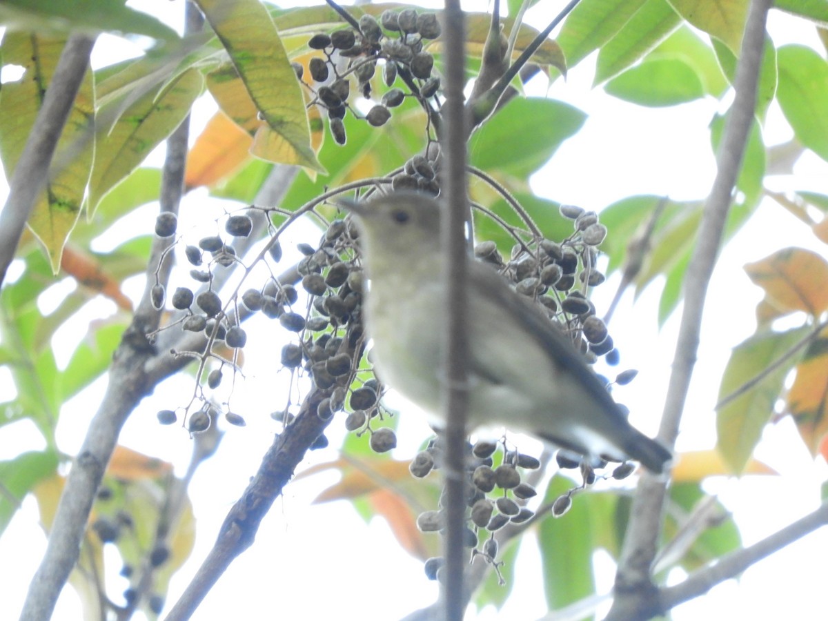 Narcissus Flycatcher - ML644354338