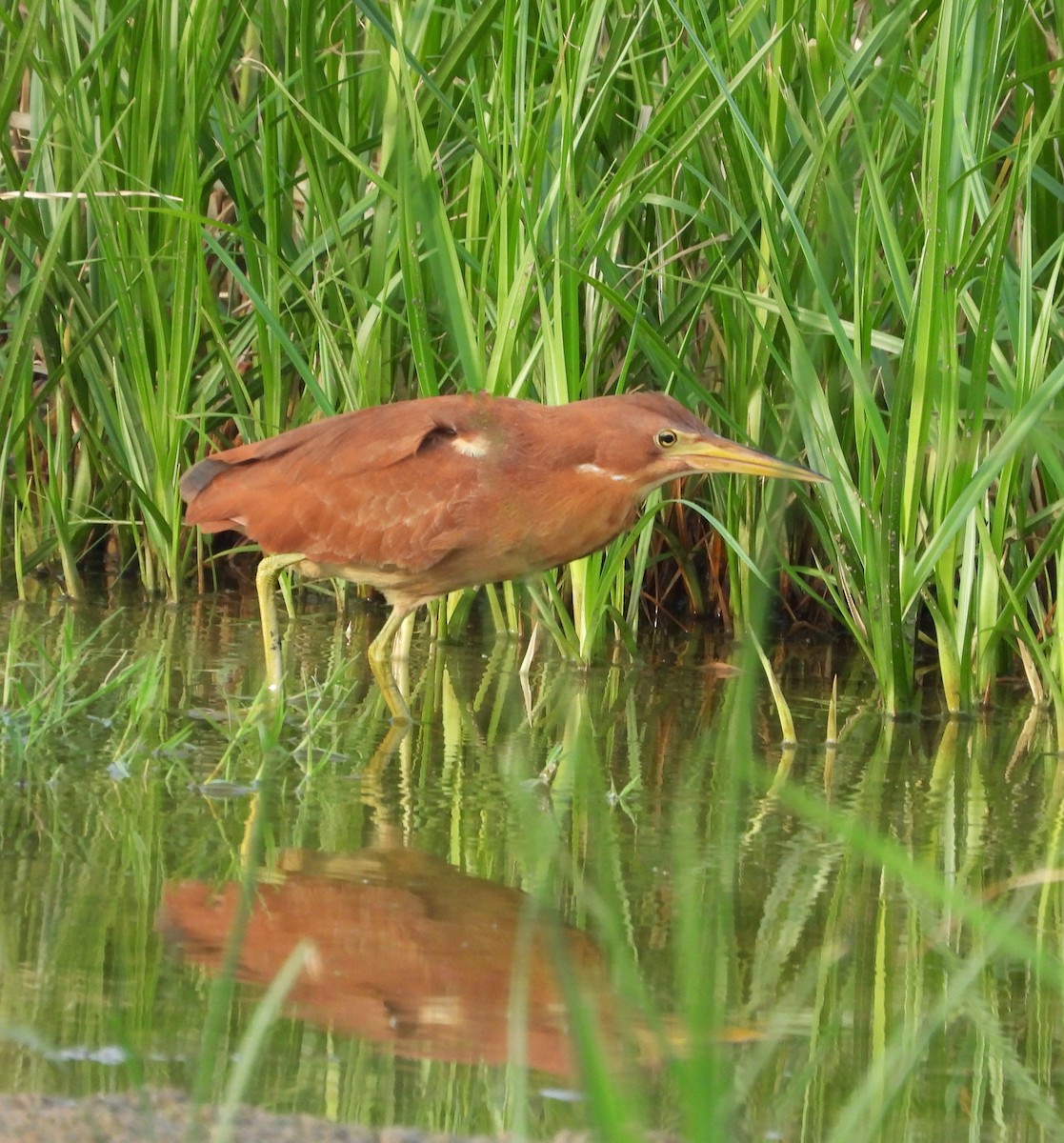 Cinnamon Bittern - ML644354346
