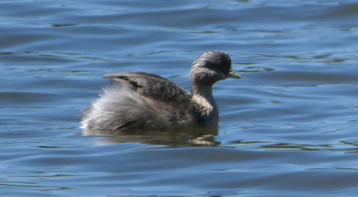 Zampullín Canoso - ML644354356