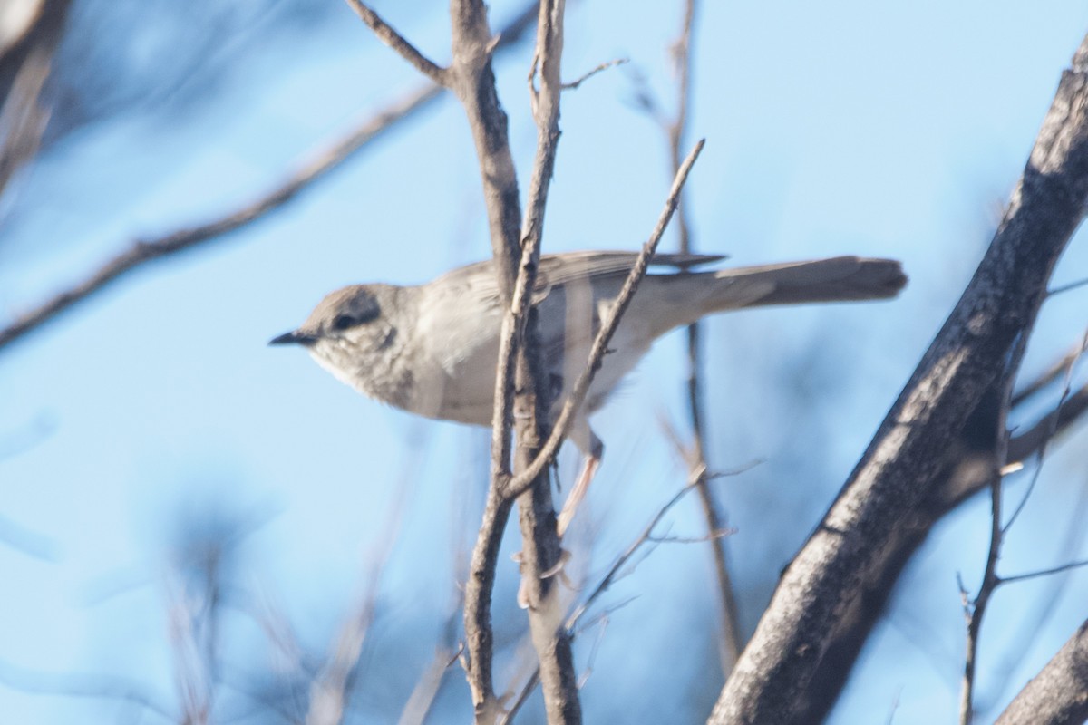 Rufous Songlark - ML644354357
