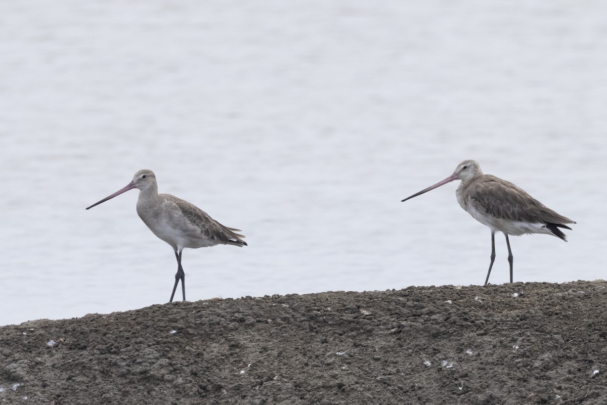 Грицик великий - ML644354369