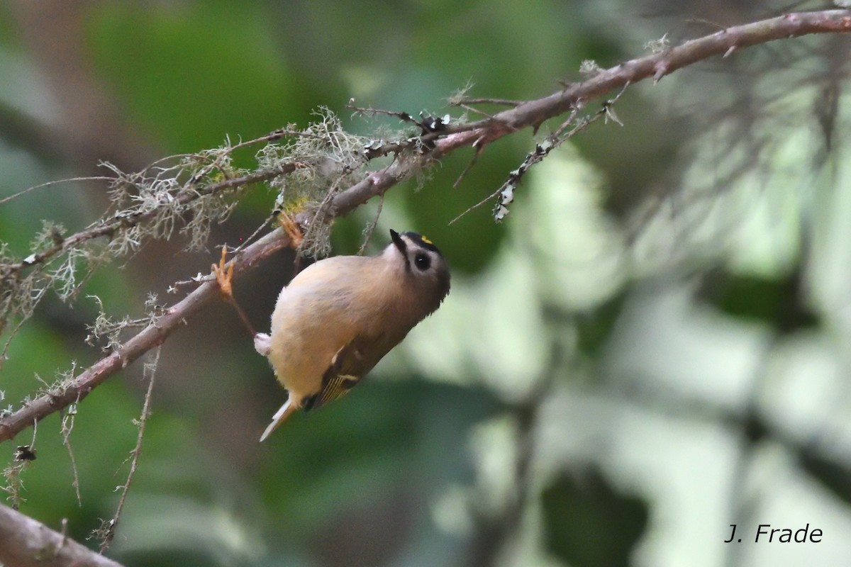 Goldcrest (Tenerife) - ML644354375