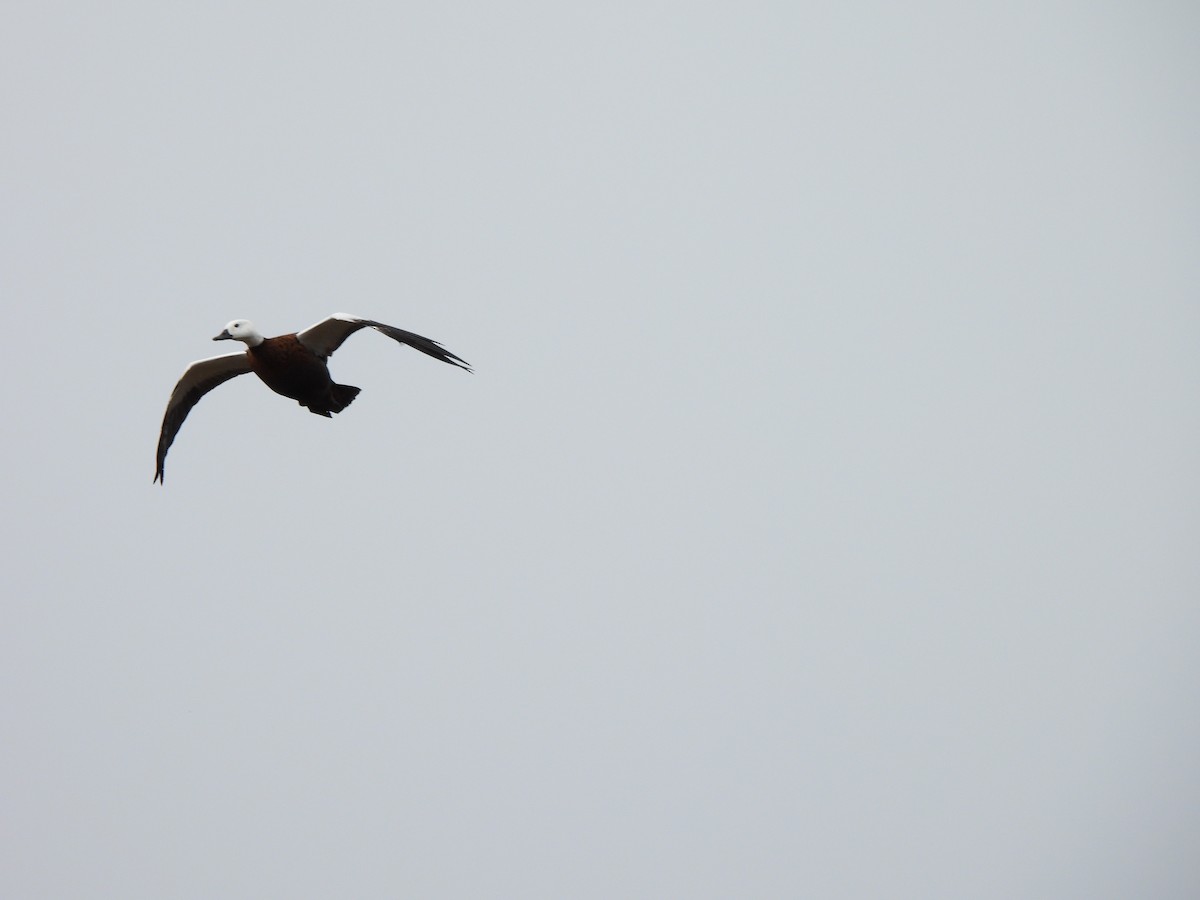 Paradise Shelduck - ML644354385