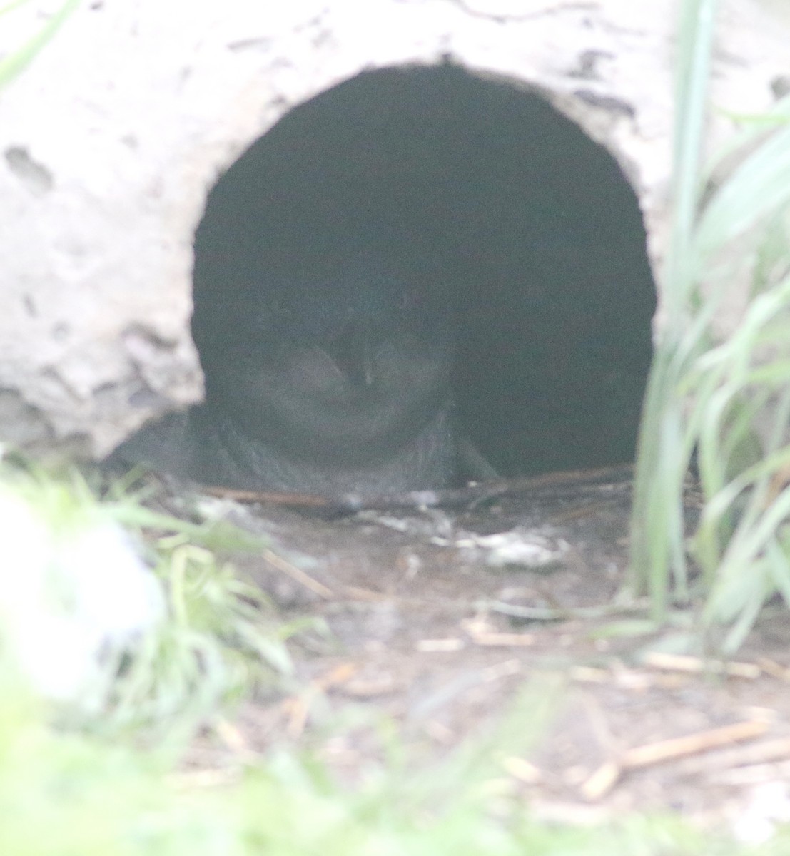 Little Penguin - ML644354389